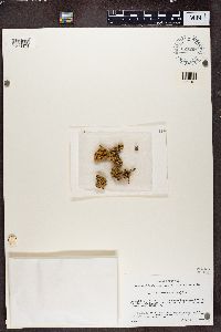 Lecanora peltata image