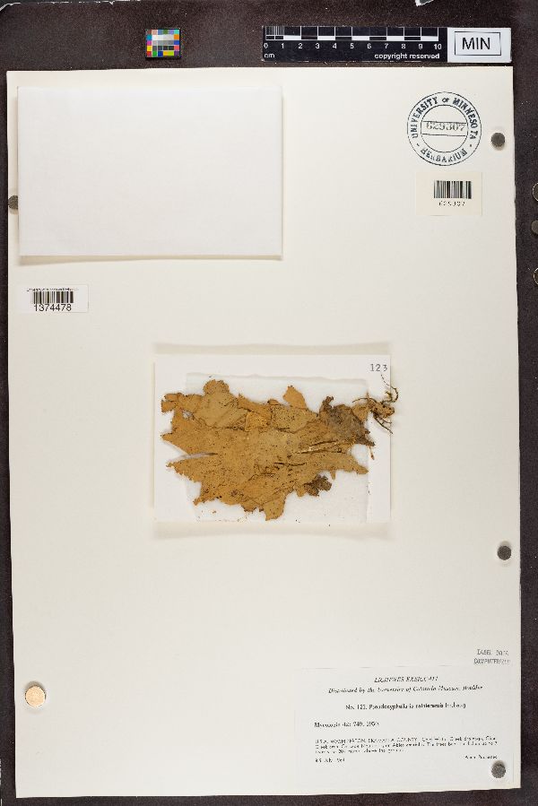 Pseudocyphellaria rainierensis image