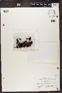 Psorula rufonigra image