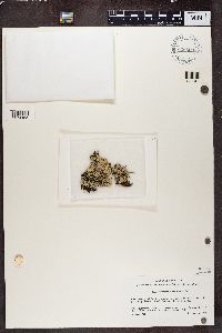 Hypogymnia physodes image