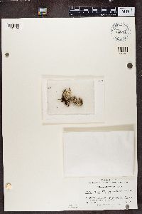 thumbnail image of current specimen