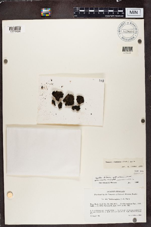 Toninia ruginosa image