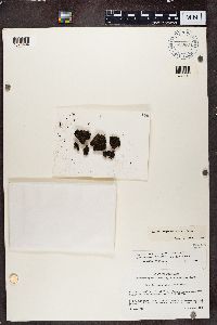 Media resource of Toninia ruginosa