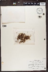 Ramalina complanata image