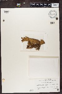 Lobaria retigera image