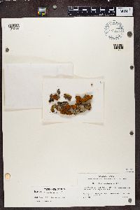 Polycauliona polycarpa image