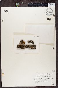 Physcia adscendens image