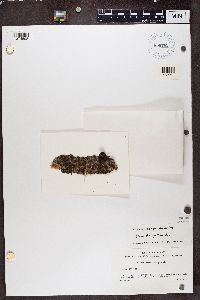 Melanohalea exasperatula image