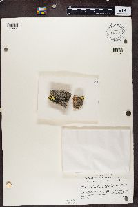 Lecidea atrobrunnea image