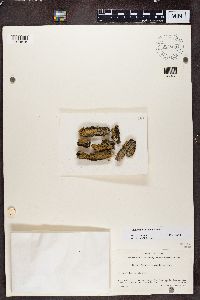 Solitaria chrysophthalma image