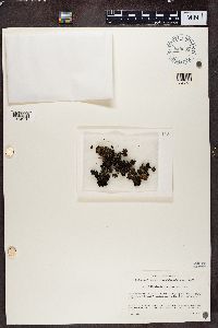 Umbilicaria hyperborea image