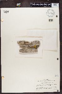 Xylographa vitiligo image