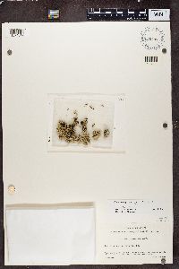 Cladidium bolanderi image
