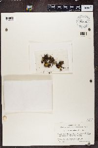 Cetraria aculeata image