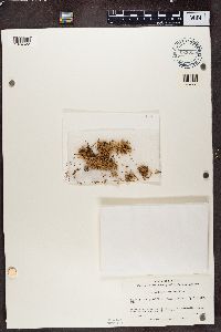 Ramalina farinacea image