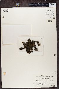 Nephroma resupinatum image