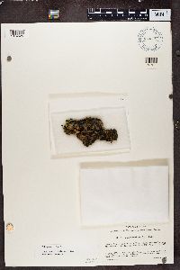 Peltigera polydactyla image