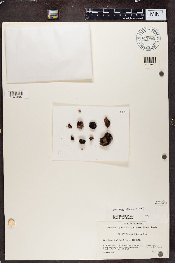 Peccania texana image