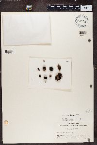 Media resource of Peccania texana