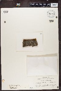 Cliostomum griffithii image