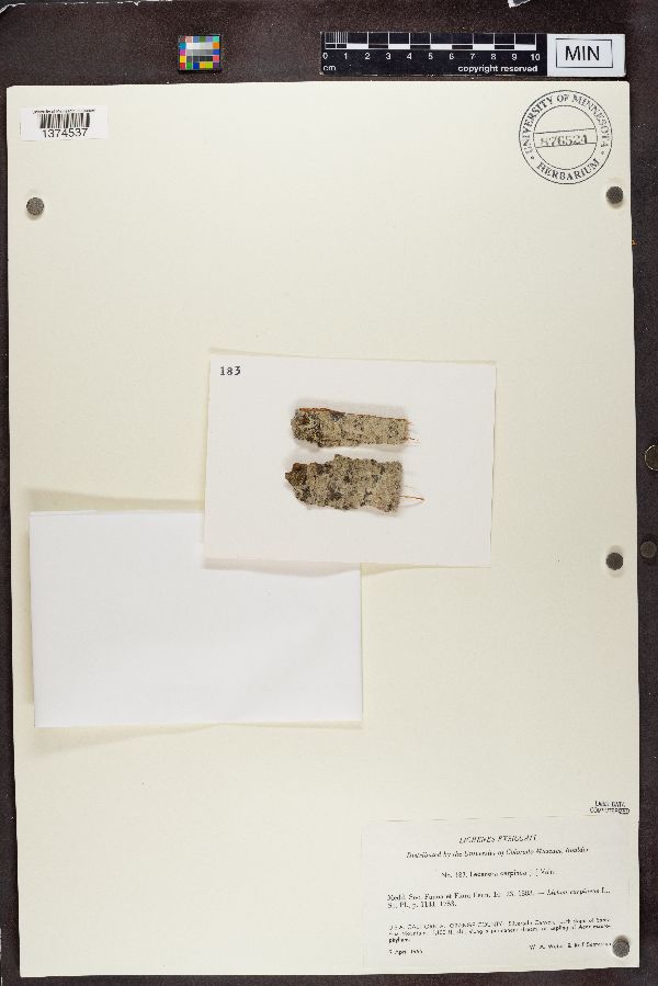 Lecanora carpinea image