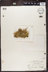 Ramalina farinacea image