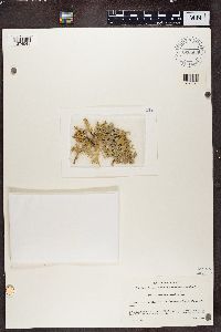 Evernia prunastri image