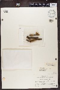 Polycauliona polycarpa image