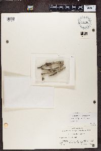 Thumbnail image of current specimen