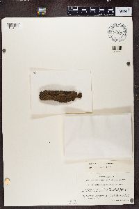 Rinodina archaea image