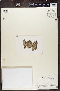 Lecanora chlarotera image