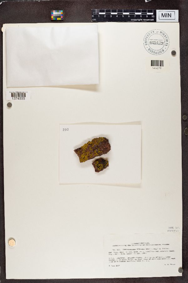 Candelariella rosulans image