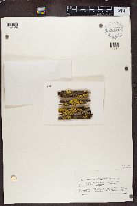 Vulpicida pinastri image