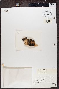 Rinodina archaea image