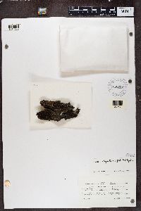 thumbnail image of current specimen