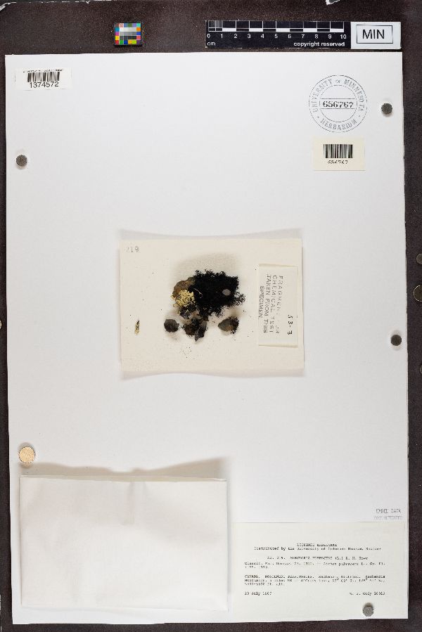 Pseudephebe pubescens image