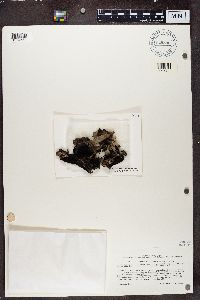 Umbilicaria subglabra image