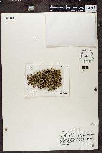 Cladia retipora image