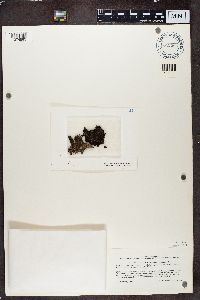 Sticta fuliginosa image