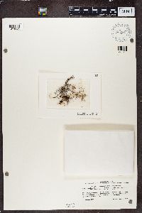 Alectoria nigricans image
