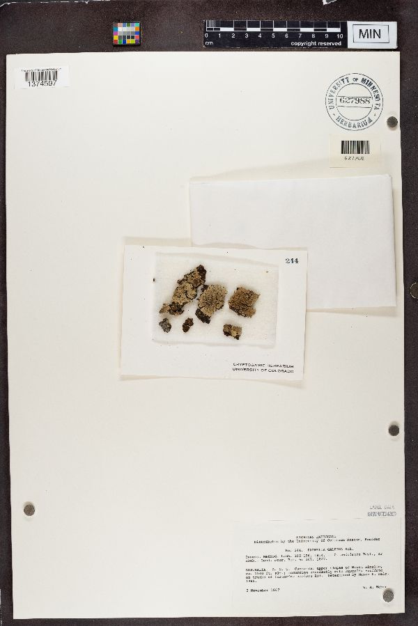 Parmelia galbina image