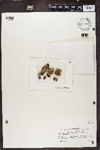 Media resource of Parmelia galbina