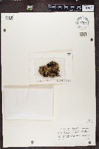 Image of Peltigera dolichorhiza