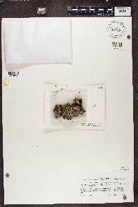 Cladonia verticillata image