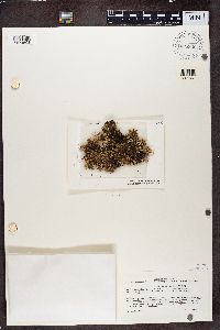 Cladia retipora image