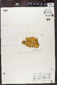 Pseudocyphellaria coronata image