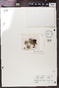 Physcia caesia image