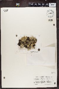 Flavoparmelia caperata image