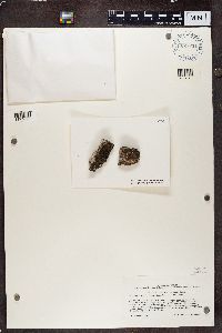 Thumbnail image of current specimen