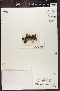 Normandina pulchella image